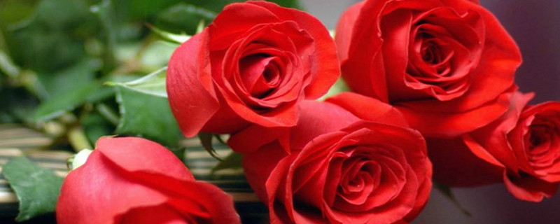 适合情人节送的花 适合情人节送花的句子