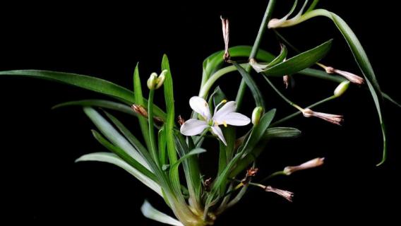 樱花吊兰怎么养开花多