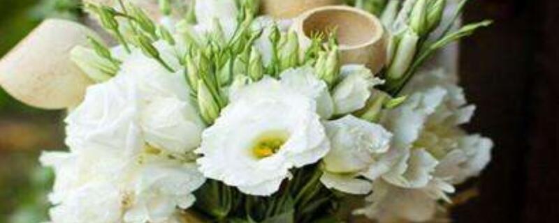 洋桔梗蔫了如何补救（洋桔梗蔫了如何补救视频）