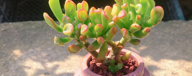 吸财树掉叶子怎么回事（吸财树掉叶子怎么办）