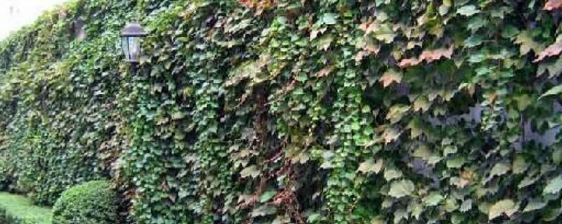 美国地锦和爬山虎区别 爬山虎被称为地锦可能是因为什么