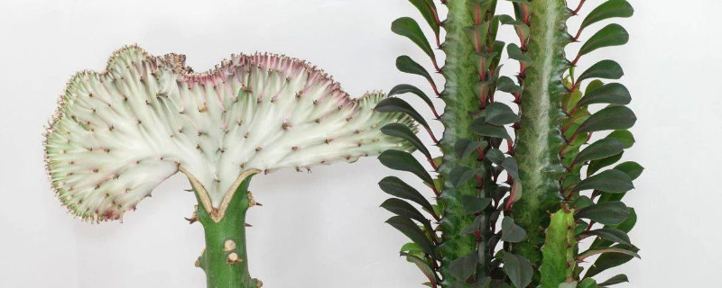 龙骨嫁接麒麟怎么养（龙骨嫁接麒麟的养殖方法和注意事项）