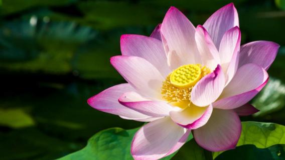 夏天的花有哪些（夏天的花有哪些花开图片）