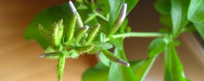 蓝雪花花苞什么样子（蓝雪花花苞小怎么回事）