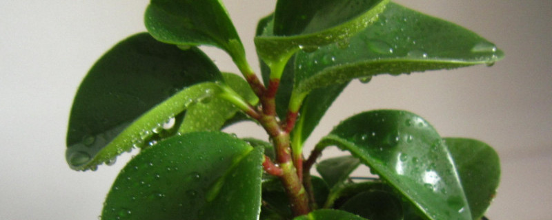 碧玉绿植怎么修剪 碧玉绿植怎么修剪图解