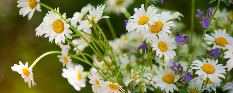 送小雏菊代表什么意思 小雏菊为什么不能送人