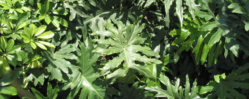 适合放客厅的大盆植物 适合放在客厅的大型盆景