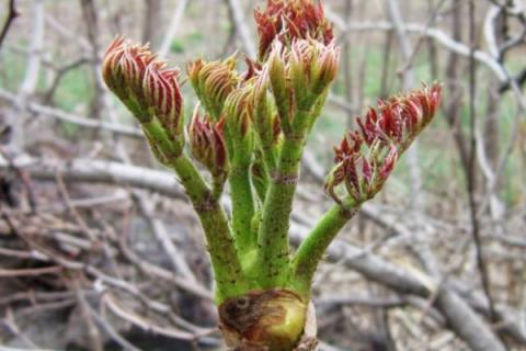 刺老芽是什么树