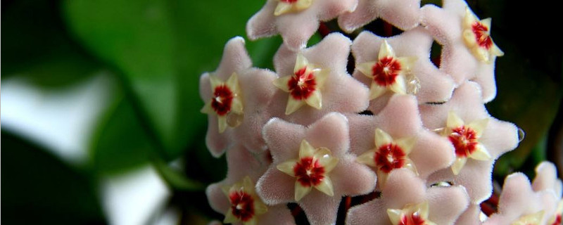 如何扦插球兰花（如何扦插球兰花视频教程）