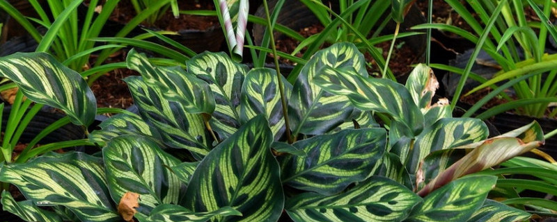 孔雀竹芋的寓意 孔雀竹芋多久浇一次水