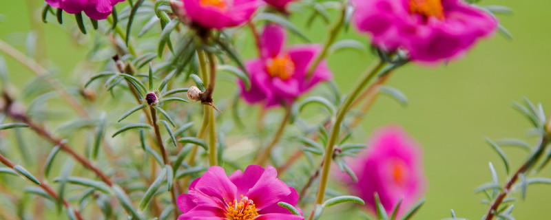 什么叫宿根太阳花（啥叫宿根太阳花）