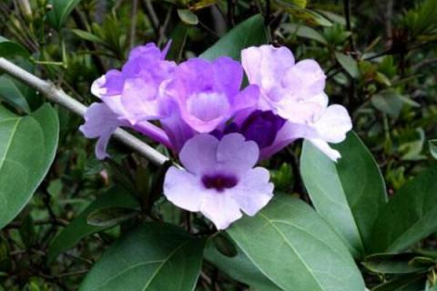 蒜香藤有毒吗有毒吗