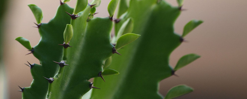 三棱的龙骨开花吗（龙骨花三棱还是四棱）