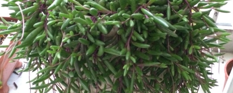 多肉紫玄月怎么摘心 紫玄月摘心图解