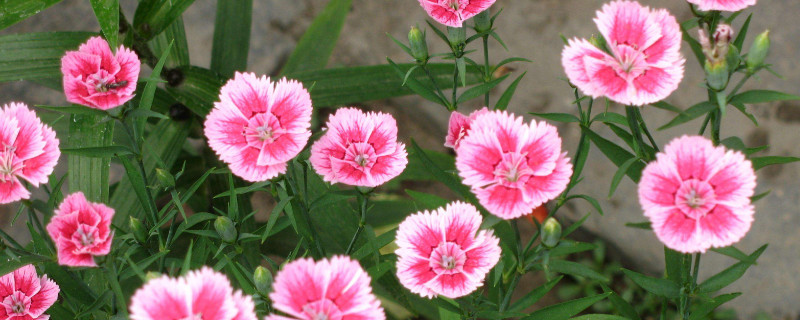 石竹怎样爆盆（石斛怎么爆盆）