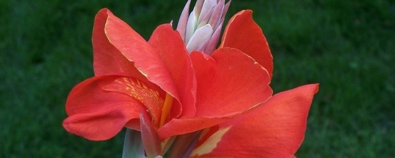 美人蕉花的寓意（美人蕉的寓意与风水）