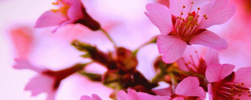 春天开的有什么花 春天开的有什么花100种