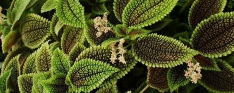 皱叶冷水花开花吗（皱叶冷水花好养吗）