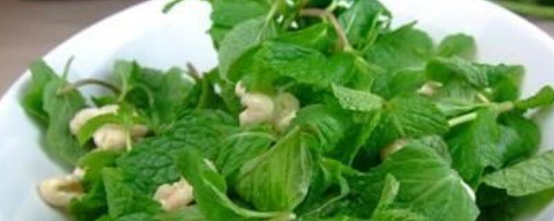 如何区分食用薄荷 怎么区分食用薄荷