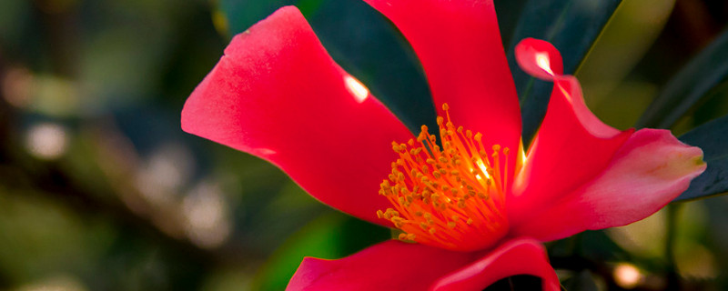 杜鹃红山茶枯了怎么办 杜鹃红山茶花干枯掉叶子