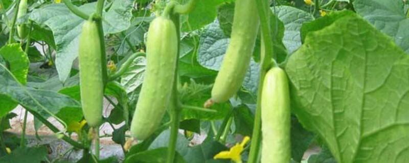 五月适合种什么（五月适合种什么花）