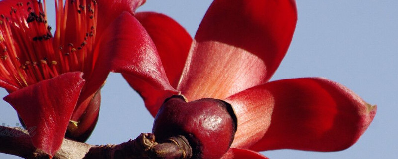 木棉花开含义 木棉花开象征什么