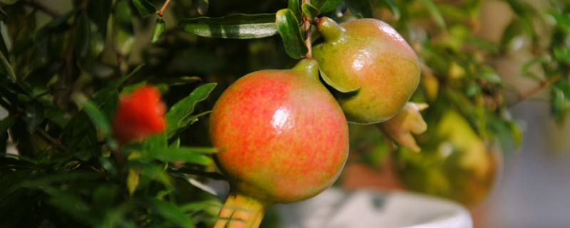 石榴树怎么剪枝 石榴树怎么剪枝视频