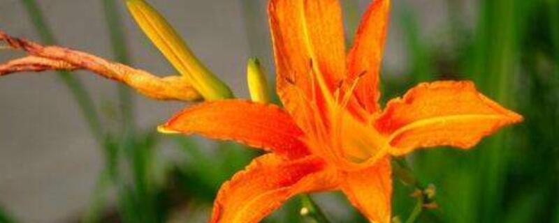 萱草和百合的区别 萱草和百合的区别是什么
