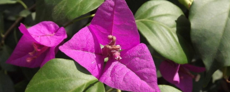 叶子花和三角梅的区别 叶子花