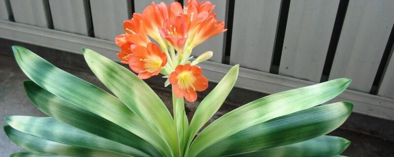 搬家送什么花合适（搬家送什么盆栽花寓意好）