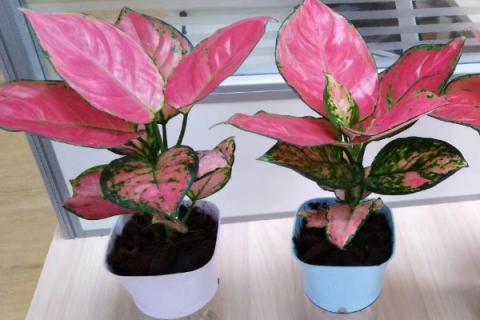 吉利红怎么浇水