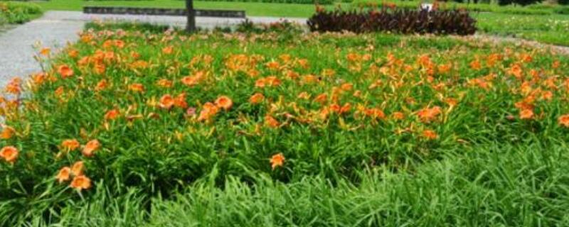 萱草开完花怎样修剪（萱草开完花怎样修剪视频）