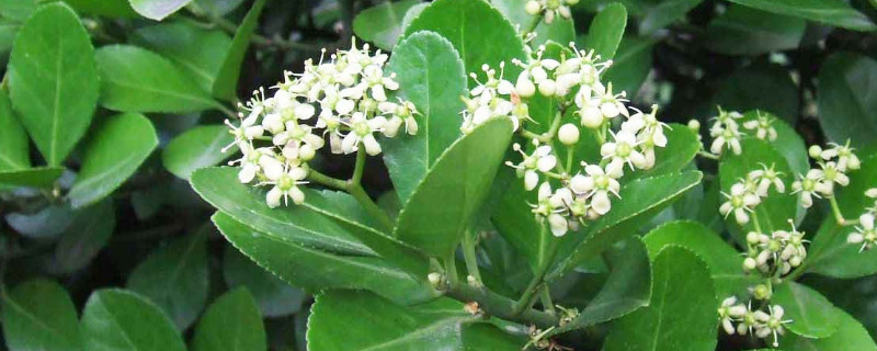 冬青卫矛怎么修剪 冬青卫矛修剪的各种造型