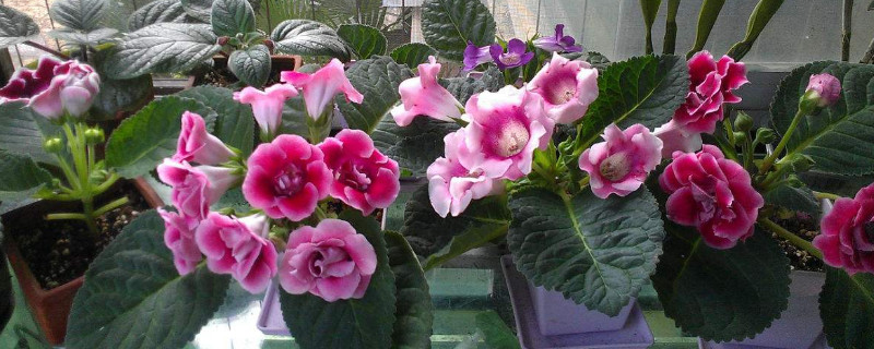 大岩桐小苗迟迟不长 大岩桐小苗迟迟不长怎么办