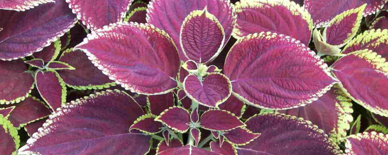 彩叶草茎发黑什么原因 彩叶草茎发黑什么原因