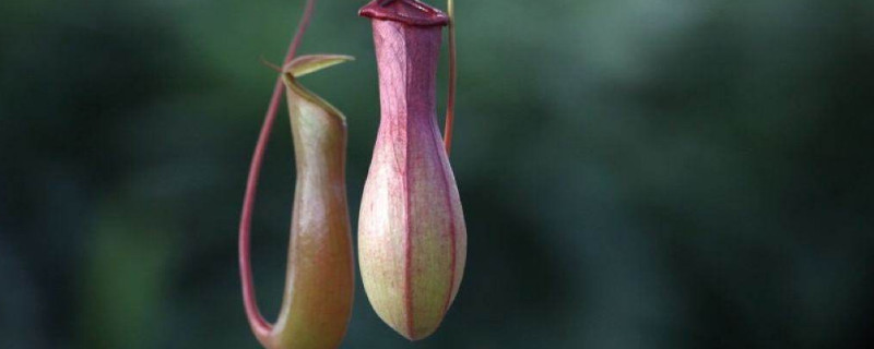 猪笼草怎么换盆（猪笼草怎么换盆）