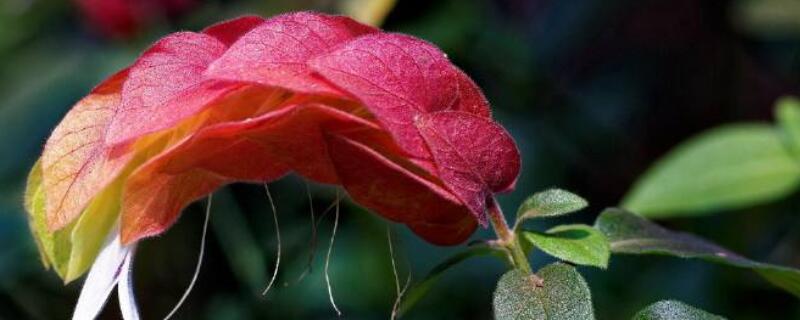 虾衣花有毒吗（虾衣花有毒吗会中毒吗）