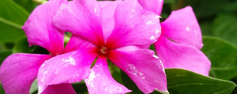 长春花开花后怎么修剪（长春花开花后怎么修剪枝条）