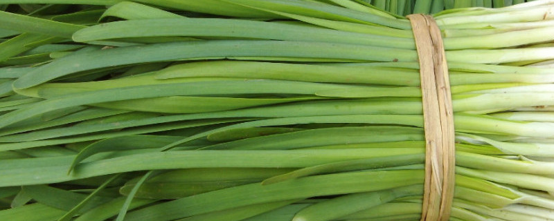 四季香葱催芽方法 四季香葱催芽方法视频