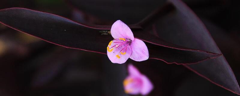 紫鸭趾草要摘心吗（紫鸭趾草叶下表皮制片图）