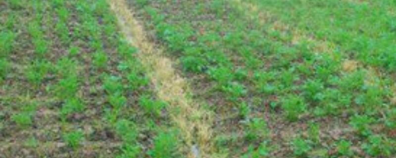 拉秧是什么意思（拉秧秧生长在什么地方）