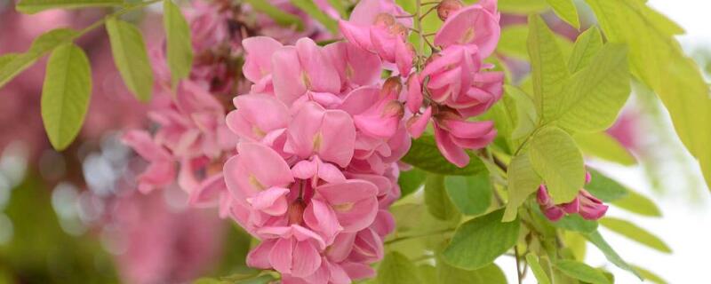 耐盐植物的特性（耐盐植物的特性有哪些）