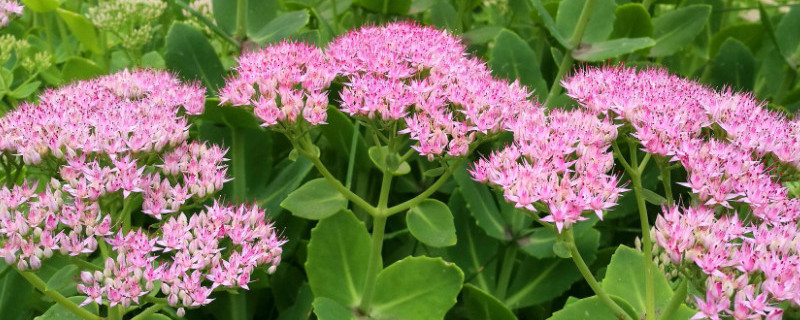 八宝景天叶插的方法（八宝景天插枝方法）