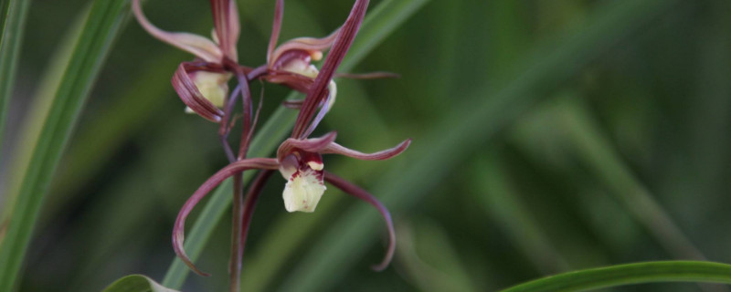 寒兰和春剑有什么区别（剑兰和春剑的区别）