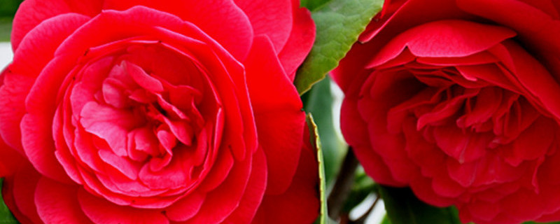 茶花移植后怎么处理 茶花移植后怎么处理掉