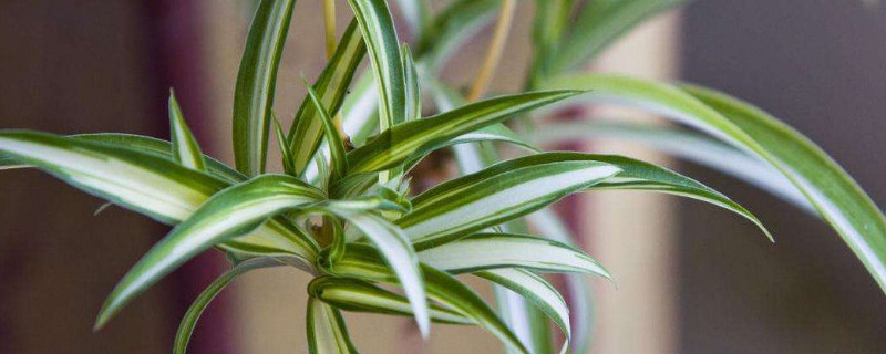 网纹吊兰怎么养（网纹吊兰怎么养护和浇水）