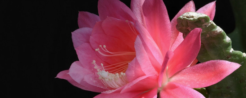 令箭荷花的栽培技术（令箭荷花用什么土种植）