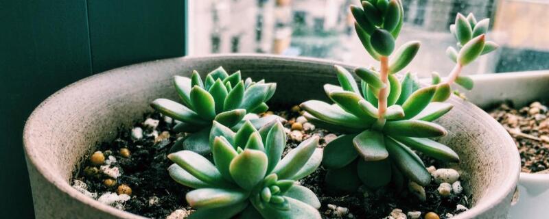 多肉怎么样叫徒长 徒长的多肉怎么修剪