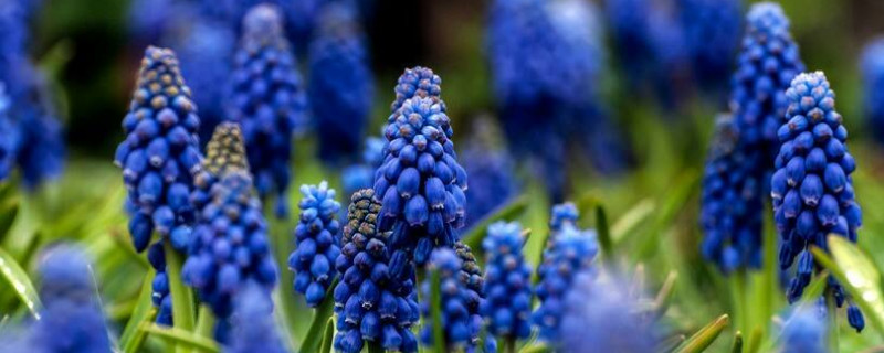 风信子寓意什么意思 风信子象征着什么意思