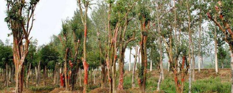 木瓜树为什么枯萎 木瓜树为什么枯萎不结果